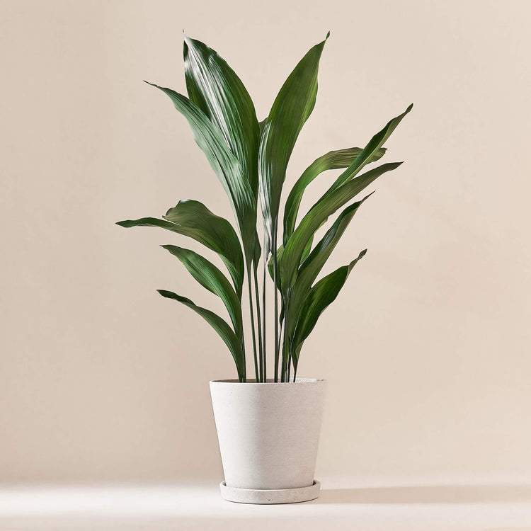 Schusterpalme (Aspidistra Elatior) fertig eingetopft mit Schweizer Bio Erde im HAY Designer Topf