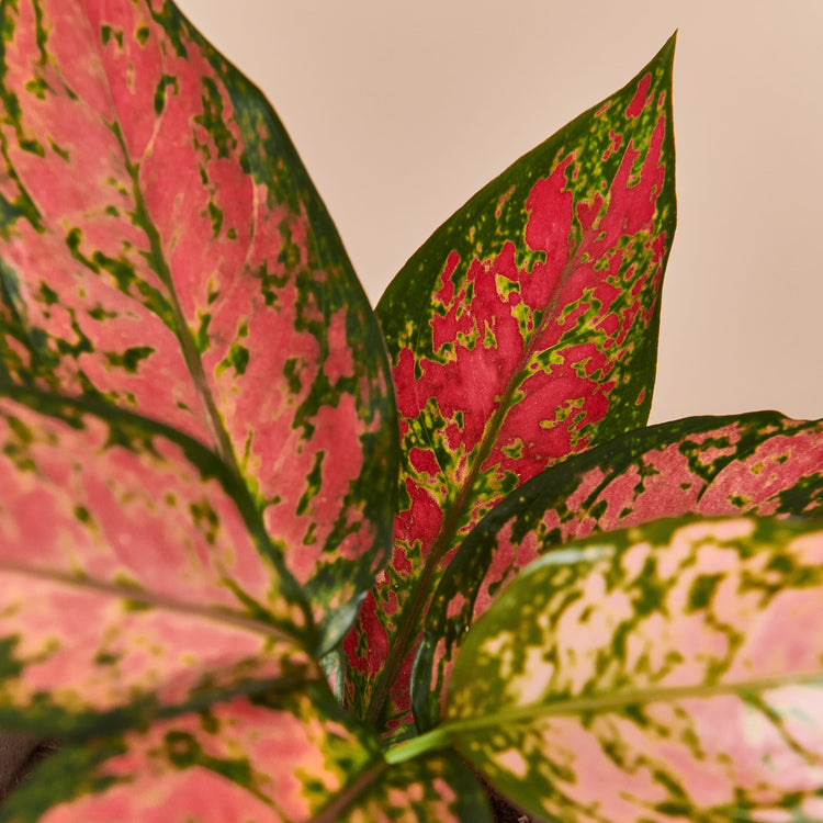 Kolbenfaden (Aglaonema Cherry Baby) Nahaufnahme im Detail im Anzuchttopf