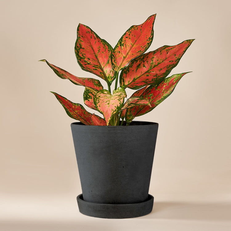 Kolbenfaden (Aglaonema Cherry Baby) fertig eingetopft mit Schweizer Bio Erde im HAY Designer Topf