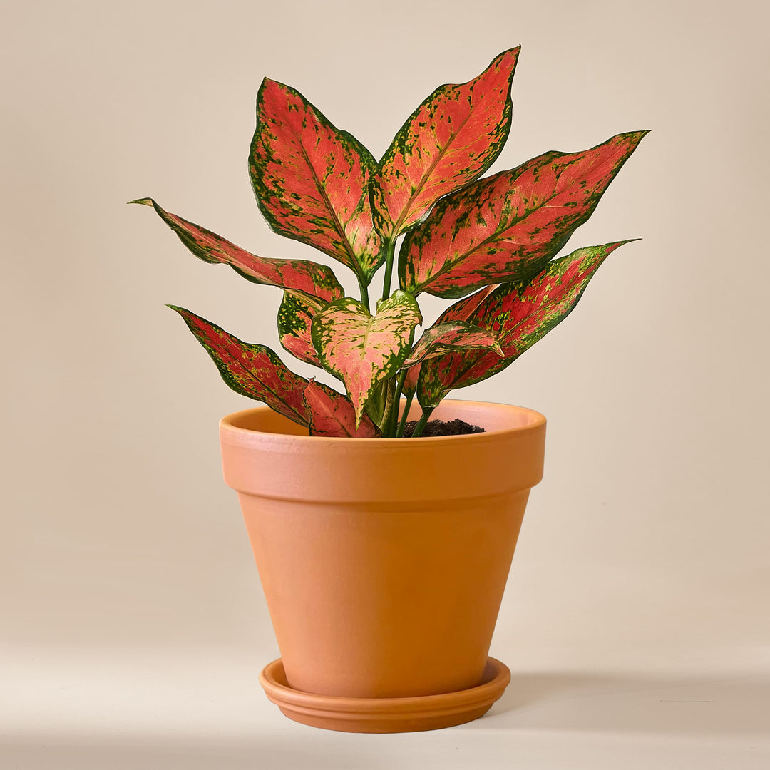 Kolbenfaden (Aglaonema Cherry Baby) fertig eingetopft mit Schweizer Bio Erde im Terrakotta Topf