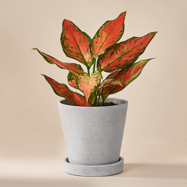 Kolbenfaden (Aglaonema Cherry Baby) fertig eingetopft mit Schweizer Bio Erde im HAY Designer Topf