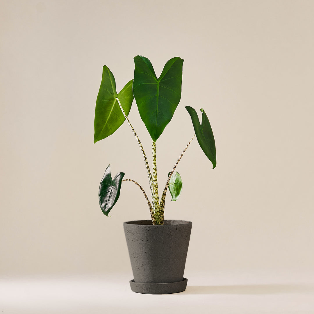 Pfeilblatt / Elefantenohr (Alocasia Zebrina) fertig eingetopft mit Schweizer Bio Erde im HAY Designer Topf