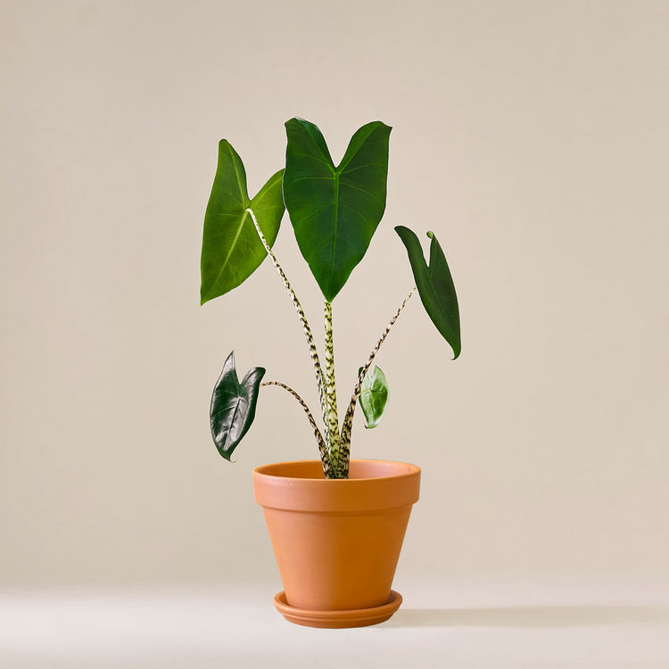 Pfeilblatt / Elefantenohr (Alocasia Zebrina) fertig eingetopft mit Schweizer Bio Erde im Terrakotta Topf
