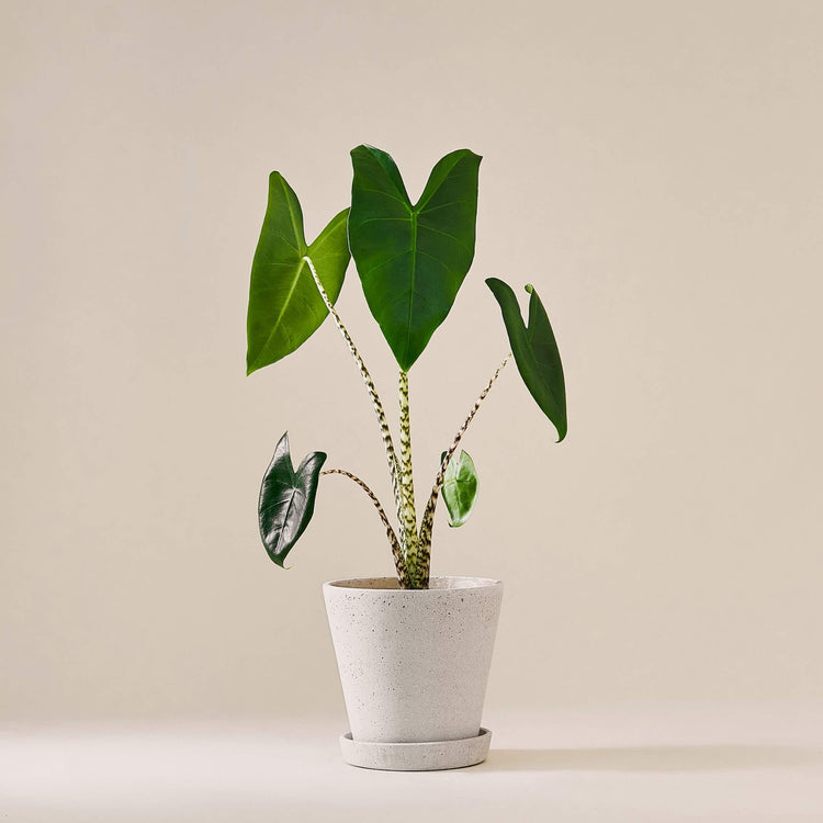 Pfeilblatt / Elefantenohr (Alocasia Zebrina) fertig eingetopft mit Schweizer Bio Erde im HAY Designer Topf