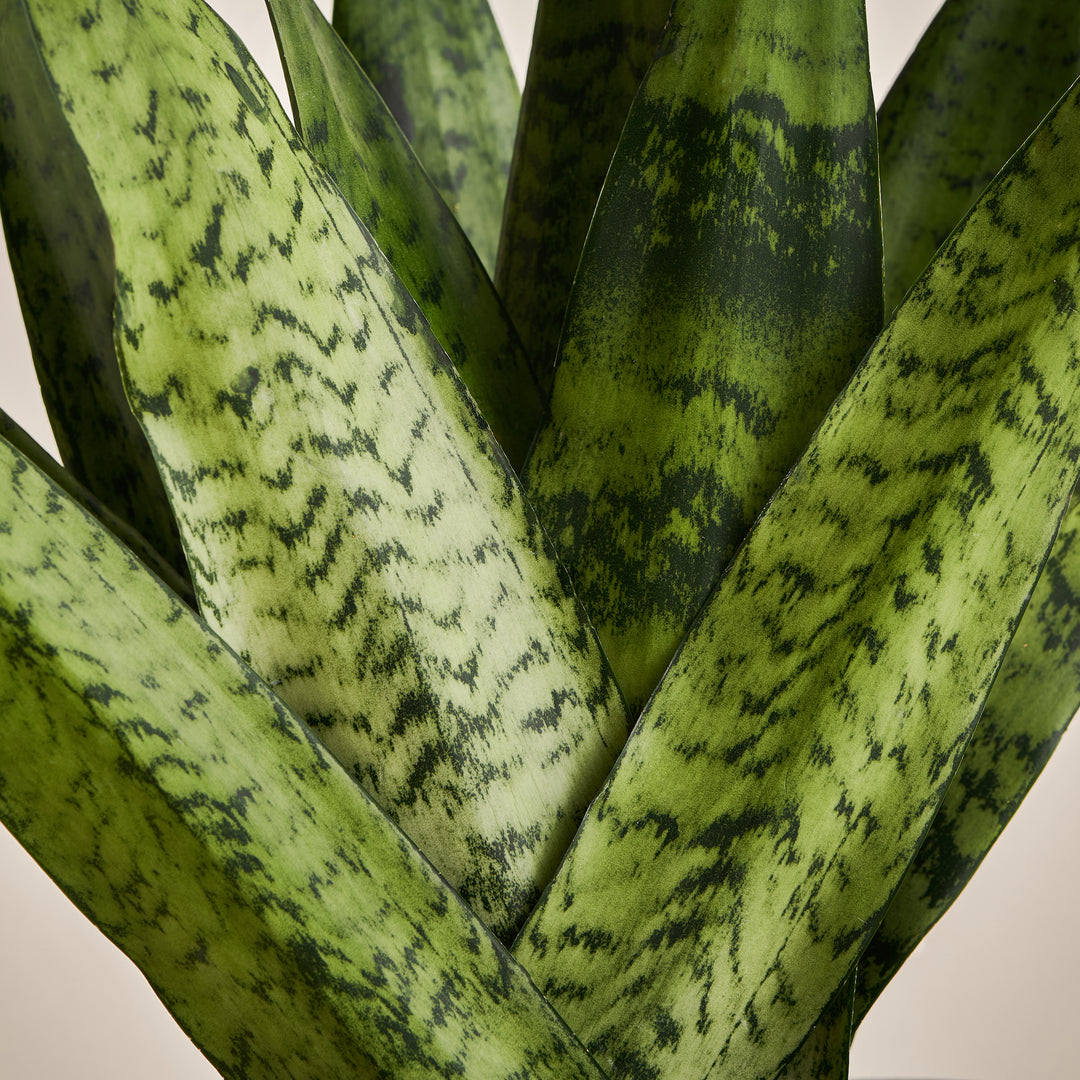 Bogenhanf (Sansevieria Zeylancia Fan) Nahaufnahme im Detail