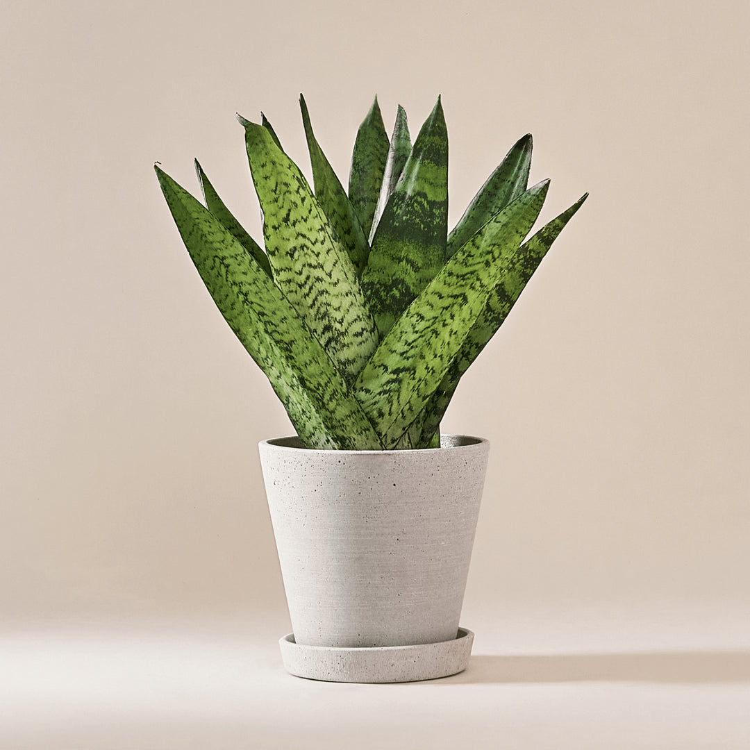 Bogenhanf (Sansevieria Zeylancia Fan) fertig eingetopft mit Schweizer Bio Erde im HAY Designer Topf