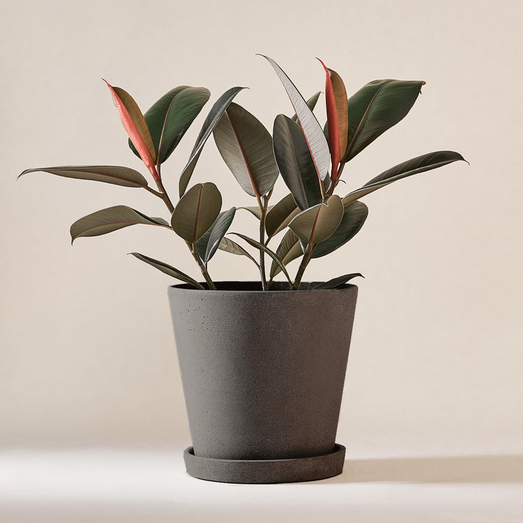 Gummibaum (Ficus Elastica Abidjan) fertig eingetopft mit Schweizer Bio Erde im HAY Designer Topf