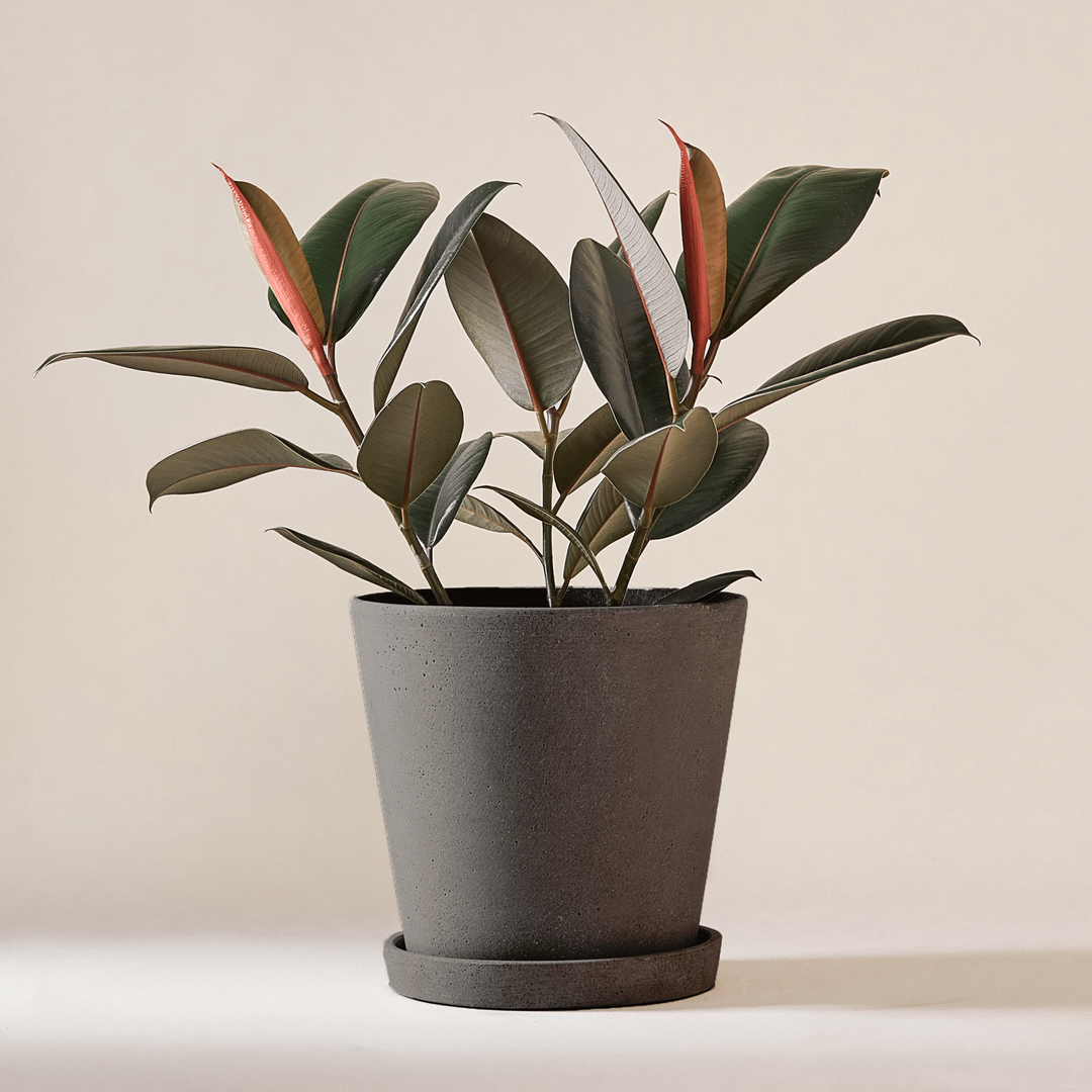 Gummibaum (Ficus Elastica Abidjan) fertig eingetopft mit Schweizer Bio Erde im HAY Designer Topf