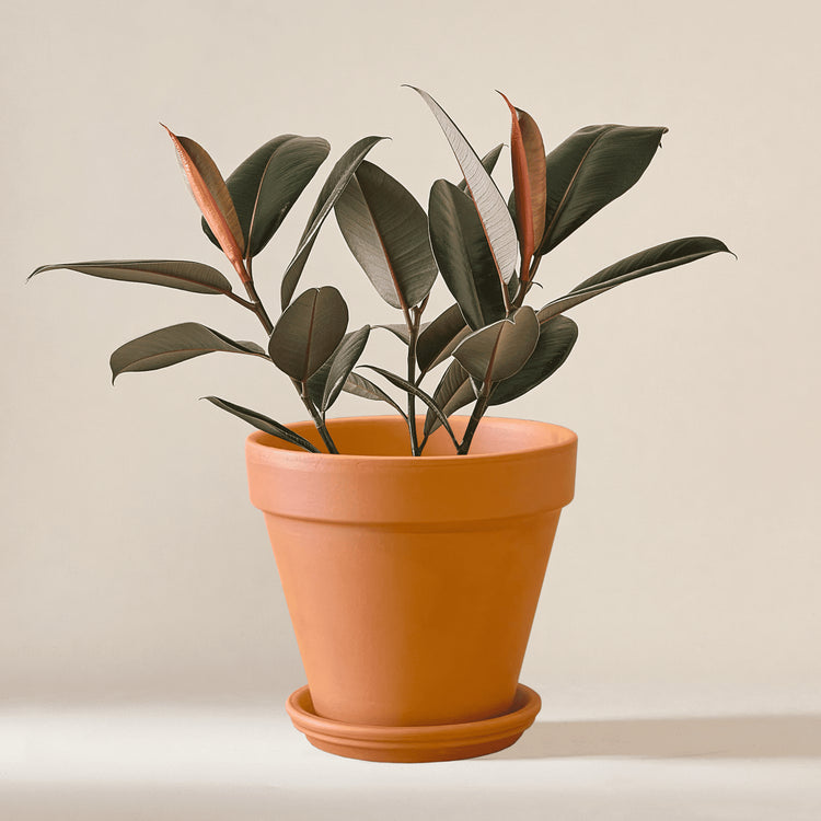 Gummibaum (Ficus Elastica Abidjan) fertig eingetopft mit Schweizer Bio Erde im Terrakotta Topf