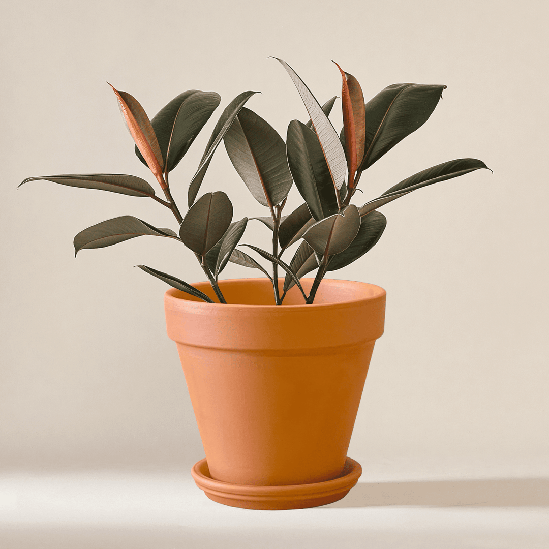 Gummibaum (Ficus Elastica Abidjan) fertig eingetopft mit Schweizer Bio Erde im Terrakotta Topf