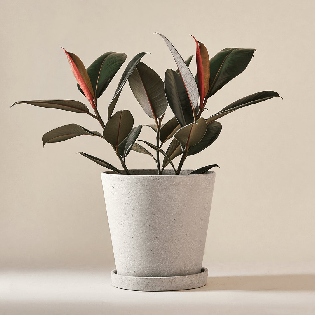 Gummibaum (Ficus Elastica Abidjan) fertig eingetopft mit Schweizer Bio Erde im HAY Designer Topf