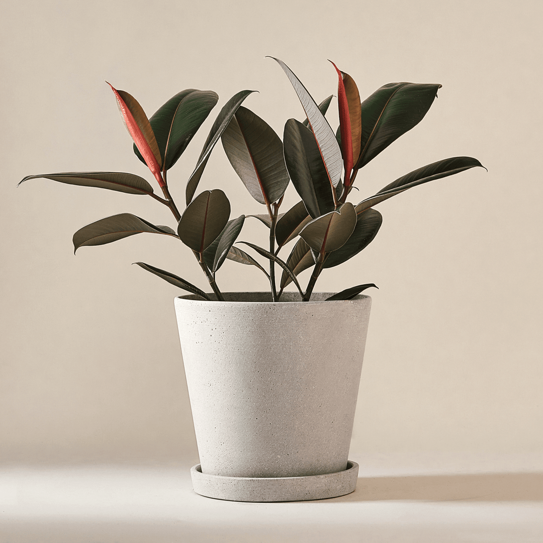 Gummibaum (Ficus Elastica Abidjan) fertig eingetopft mit Schweizer Bio Erde im HAY Designer Topf
