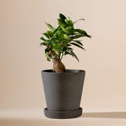 Ficus Bonsai (Ficus Microcarpa Ginseng) fertig eingetopft mit Schweizer Bio Erde im HAY Designer Topf