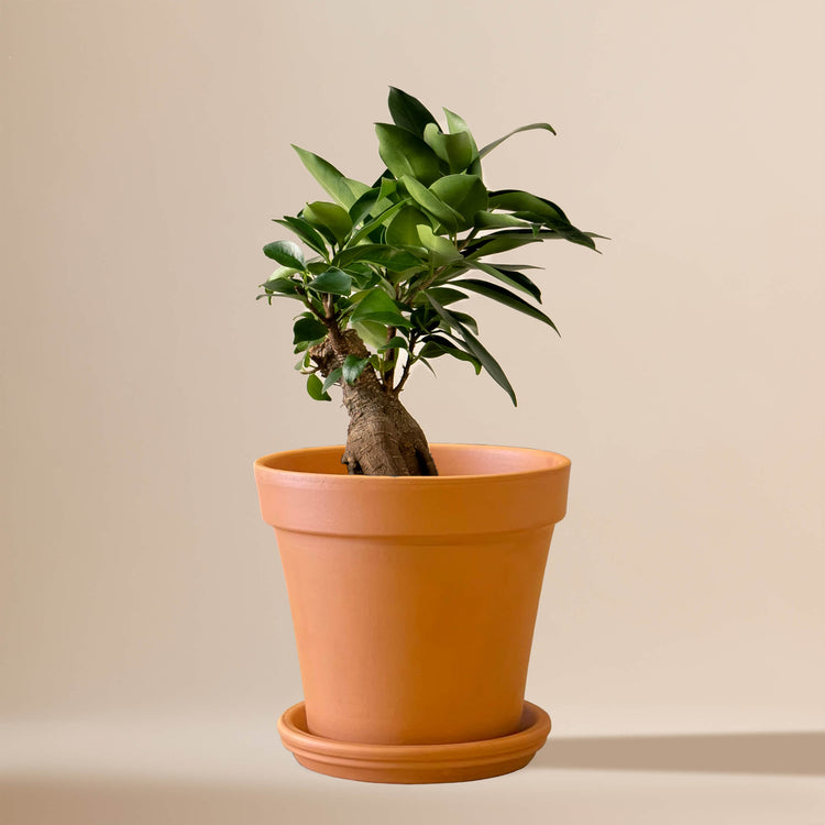 Ficus Bonsai (Ficus Microcarpa Ginseng) fertig eingetopft mit Schweizer Bio Erde im Terrakotta Topf