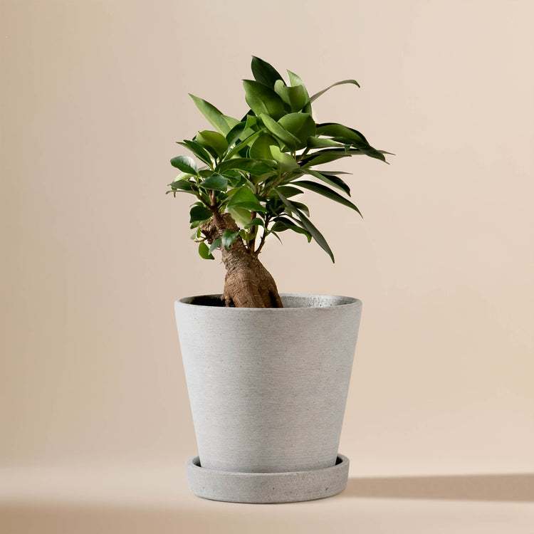 Ficus Bonsai (Ficus Microcarpa Ginseng) fertig eingetopft mit Schweizer Bio Erde im HAY Designer Topf