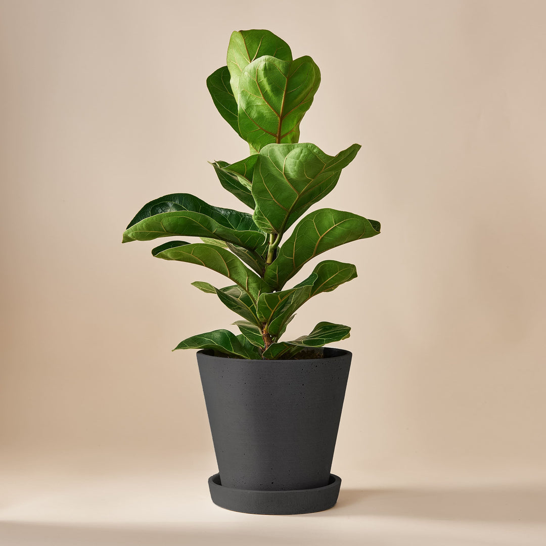 Geigenfeige (Ficus Lyrata) fertig eingetopft mit Schweizer Bio Erde im HAY Designer Topf