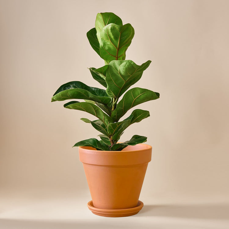 Geigenfeige (Ficus Lyrata) fertig eingetopft mit Schweizer Bio Erde im Terrakotta Topf