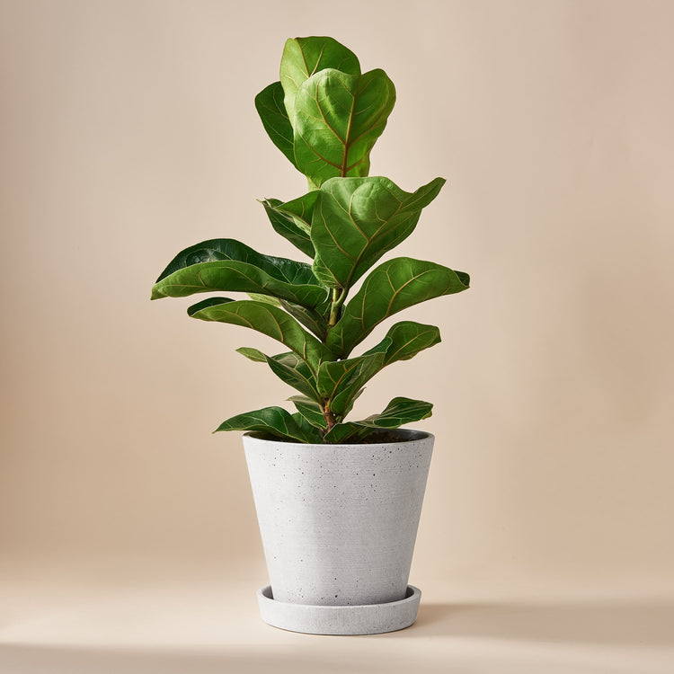 Geigenfeige (Ficus Lyrata) fertig eingetopft mit Schweizer Bio Erde im HAY Designer Topf