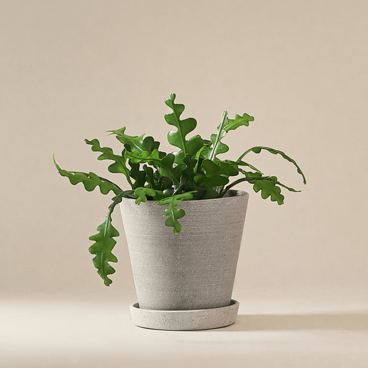 Sägeblattkaktus (Epiphyllum Anguliger) fertig eingetopft mit Schweizer Bio Erde im HAY Designer Topf