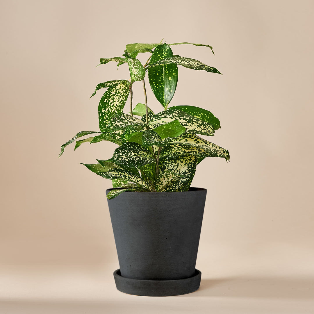 Bambus-Drachenbaum (Dracaena Surculosa) fertig eingetopft mit Schweizer Bio Erde im HAY Designer Topf