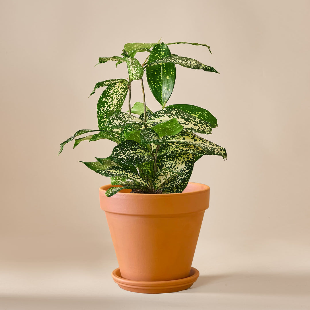 Bambus-Drachenbaum (Dracaena Surculosa) fertig eingetopft mit Schweizer Bio Erde im HAY Terrakotta Topf