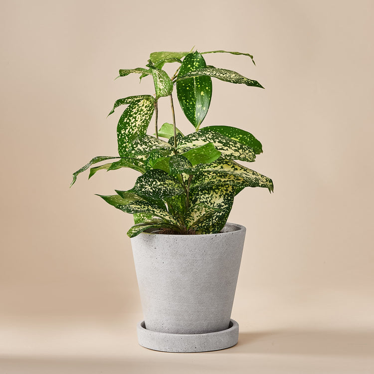 Bambus-Drachenbaum (Dracaena Surculosa) fertig eingetopft mit Schweizer Bio Erde im HAY Designer Topf