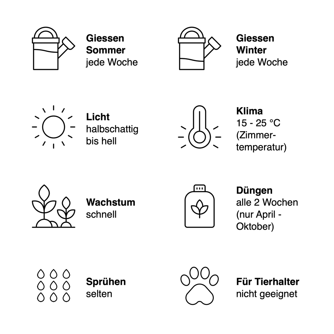 Goldene Efeutute (Epipremnum Pinnatum Aureum) Spickzettel mit Pflegebedürfnisse wie Giessen, Standort, Temperatur, Wachstumsgeschwindigkeit, Düngen, giftig oder ungiftig