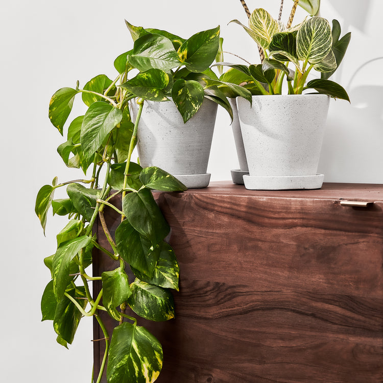 Interior Goldene Efeutute (Epipremnum Pinnatum Aureum) fertig eingetopft mit Schweizer Bio Erde im hellgrauen HAY Designer Topf im Arrangement mit einem Philodendron White Measure und einer Alokasia Zebrina auf einer Kommode aus Holz