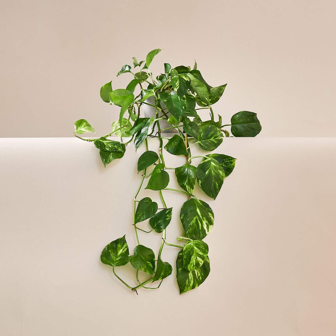 Goldene Efeutute (Epipremnum Pinnatum Aureum) fertig eingetopft mit Schweizer Bio Erde im HAY Designer Topf