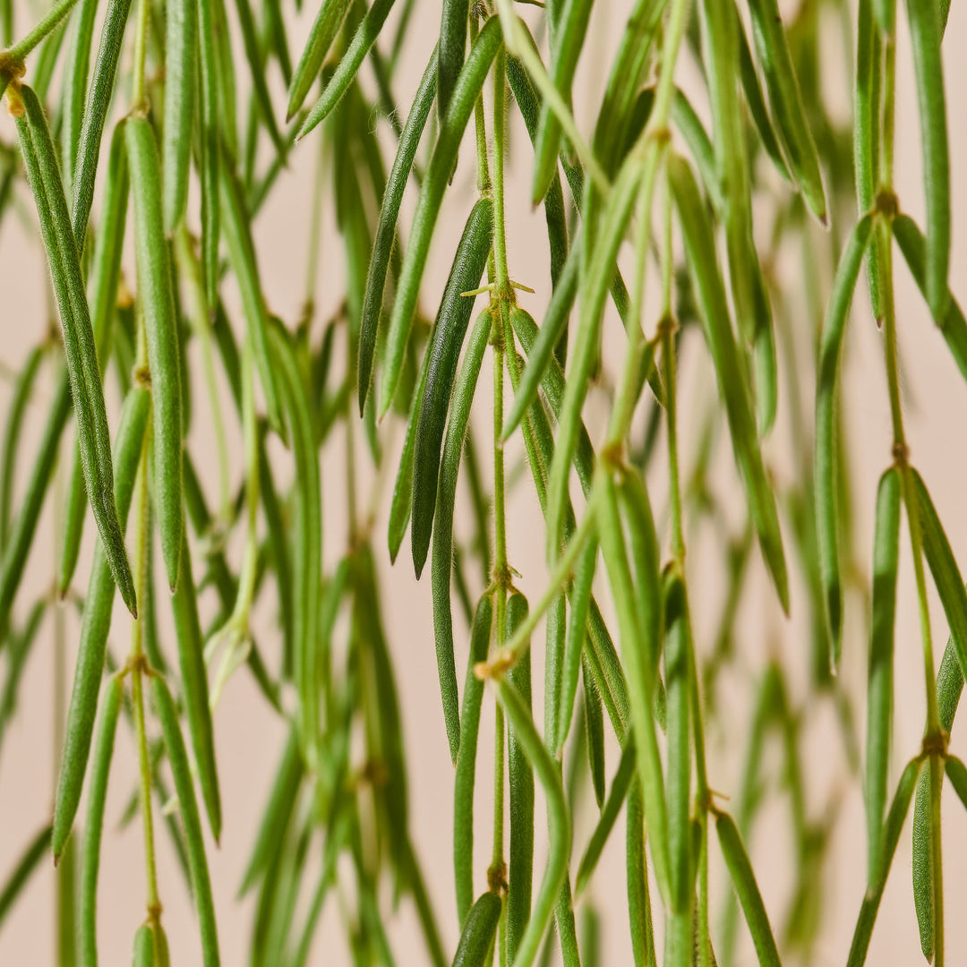 Porzellanblume (Hoya Linearis) Nahaufnahme im Detail