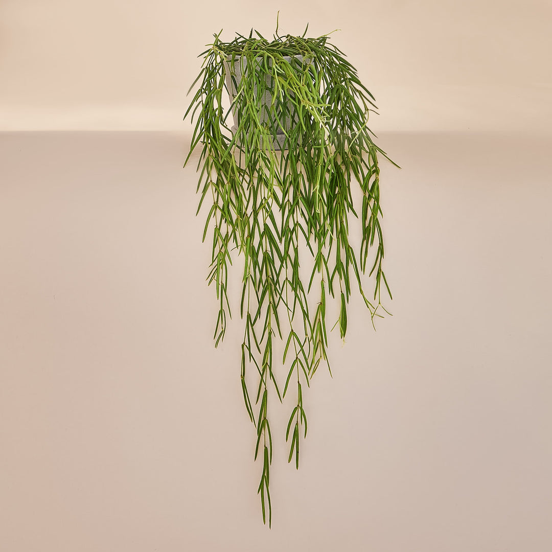 Porzellanblume (Hoya Linearis) fertig eingetopft mit Schweizer Bio Erde im HAY Designer Topf