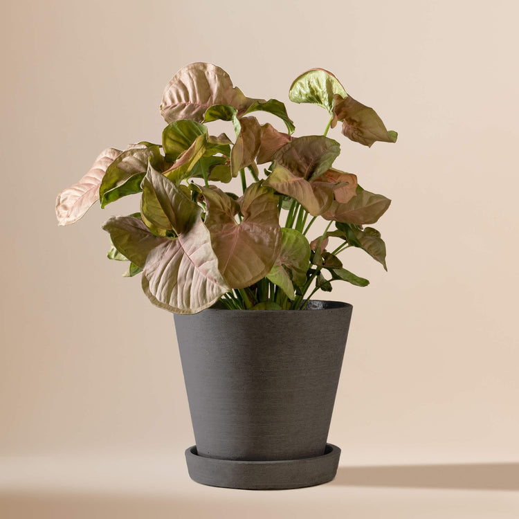 Purpurtute (Syngonium Podophyllum Red Heart) fertig eingetopft mit Schweizer Bio Erde im HAY Designer Topf