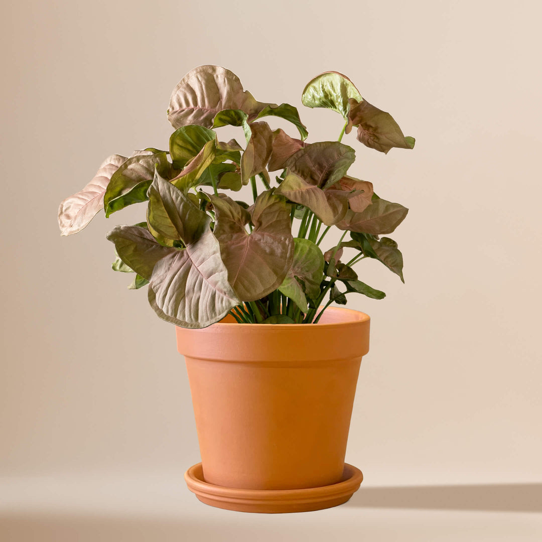 Purpurtute (Syngonium Podophyllum Red Heart) fertig eingetopft mit Schweizer Bio Erde im Terrakotta Topf