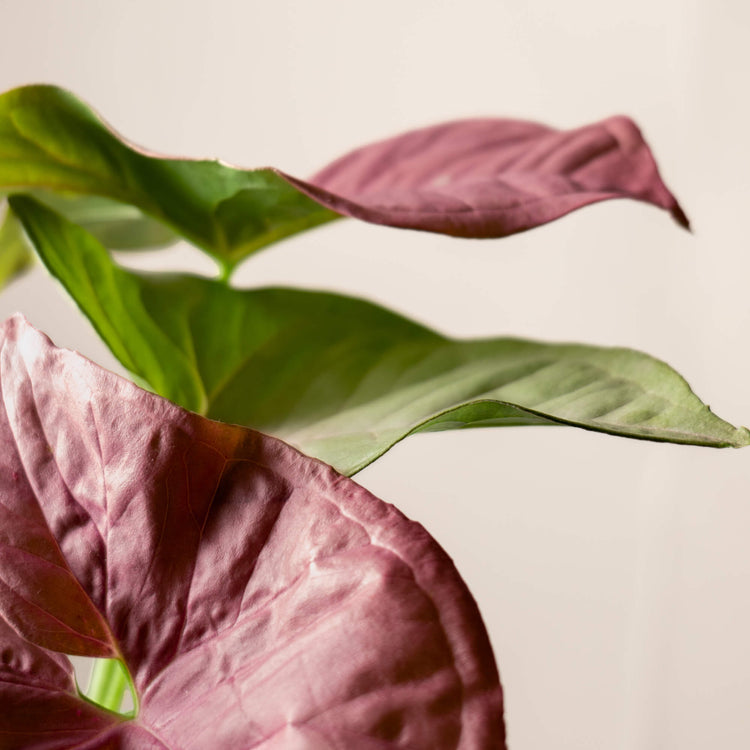 Purpurtute (Syngonium Podophyllum Red Heart) Nahaufnahme im Detail