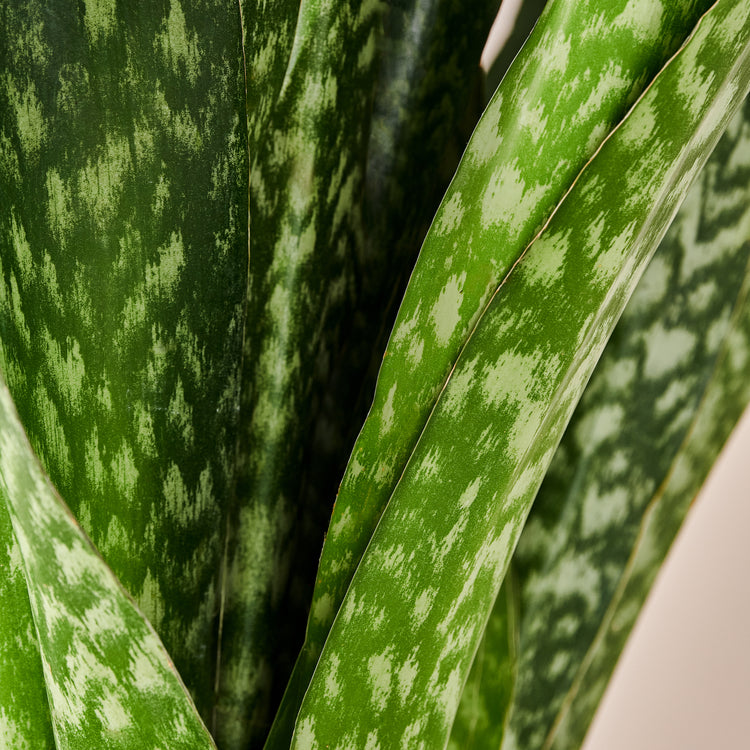 Bogenhanf (Sansevieria Jiboia) Nahaufnahme im Detail