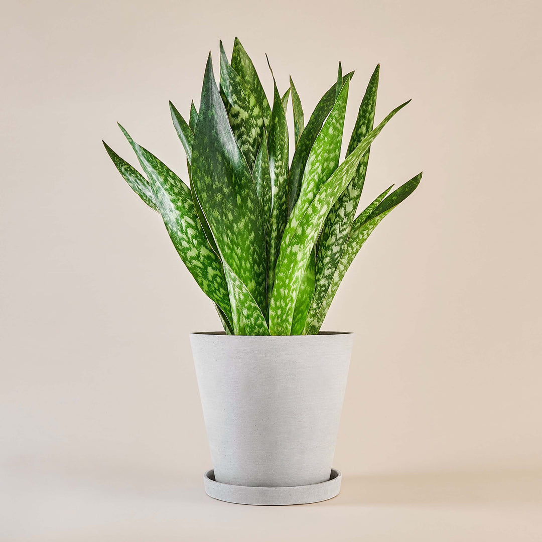 Bogenhanf (Sansevieria Jiboia) fertig eingetopft mit Schweizer Bio Erde im HAY Designer Topf