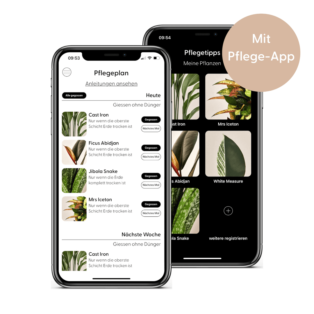 Pfeilblatt (Alocasia Silver Dragon) Kinderleichte Pflanzenpflege-App zur Unterstützung mit Pflegeplan für das Giessen und Düngen von Zimmerpflanzen