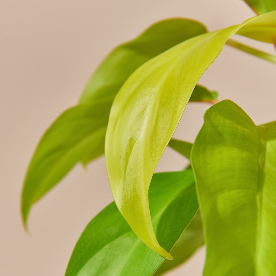 Baumfreund (Philodendron Malay Gold) Nahaufnahme im Detail mit neongelb-grünen Blättern