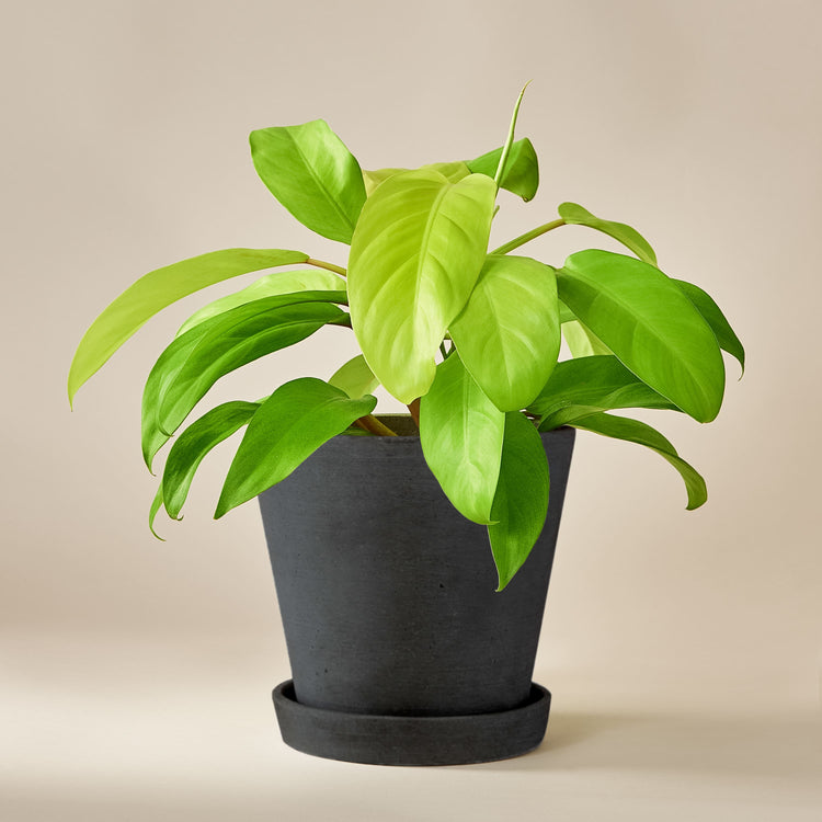 Baumfreund (Philodendron Malay Gold) fertig eingetopft mit Schweizer Bio Erde im HAY Designer Topf