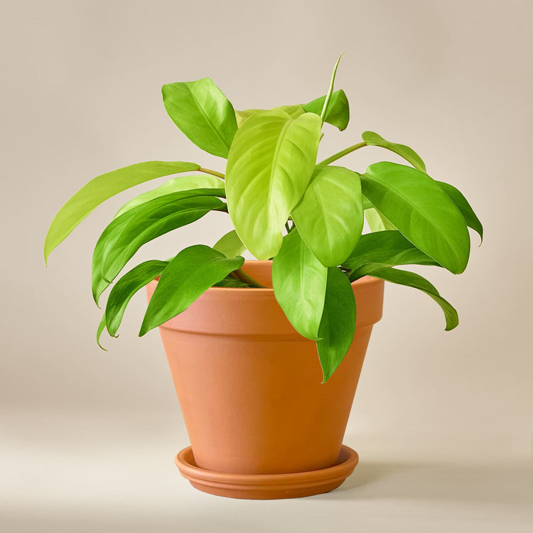 Baumfreund (Philodendron Malay Gold) fertig eingetopft mit Schweizer Bio Erde im Terrakotta Topf