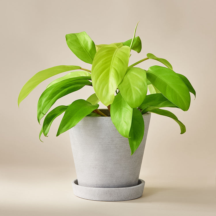 Baumfreund (Philodendron Malay Gold) fertig eingetopft mit Schweizer Bio Erde im HAY Designer Topf