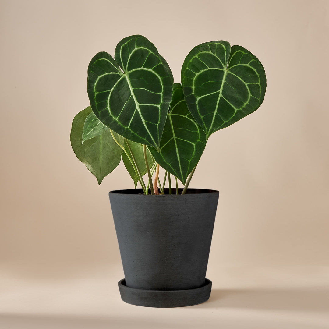 Herzblattblume (Anthurium Clarinervium Gold) fertig eingetopft mit Schweizer Bio Erde im HAY Designer Topf