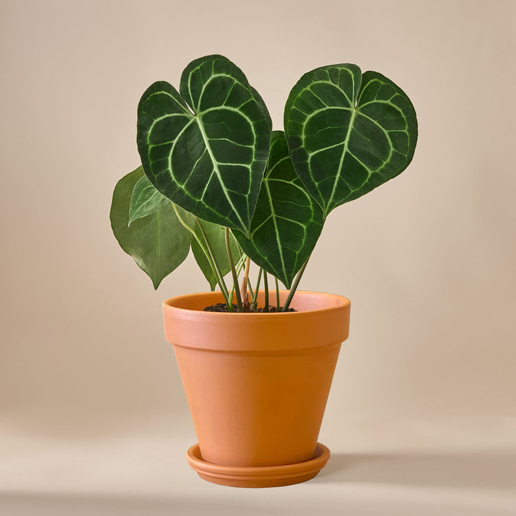 Herzblattblume (Anthurium Clarinervium Gold) fertig eingetopft mit Schweizer Bio Erde im TerrakottaTopf