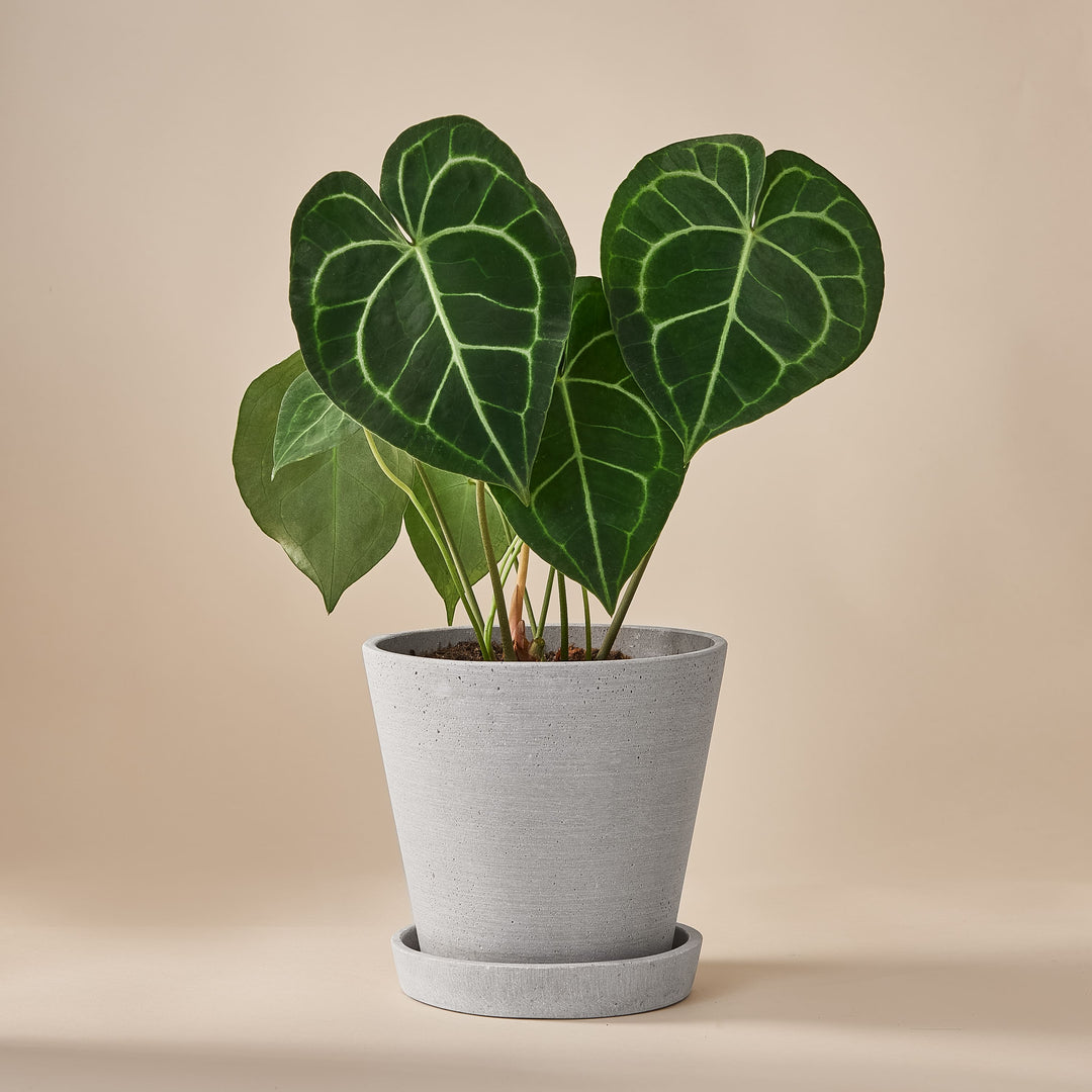 Herzblattblume (Anthurium Clarinervium Gold) fertig eingetopft mit Schweizer Bio Erde im HAY Designer Topf
