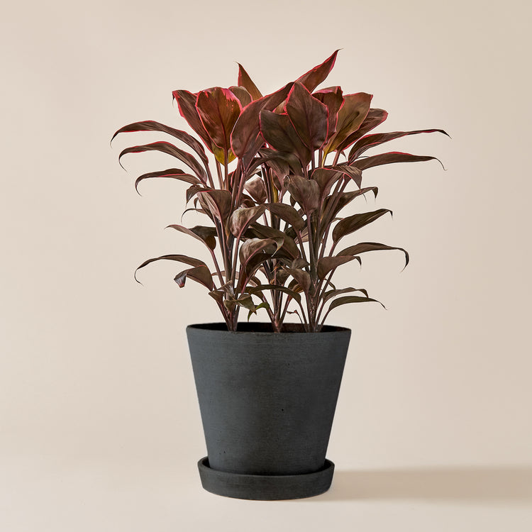 Keulenlilie Mambo (Cordyline Fruticosa Mambo) fertig eingetopft mit Schweizer Bio Erde im HAY Designer Topf