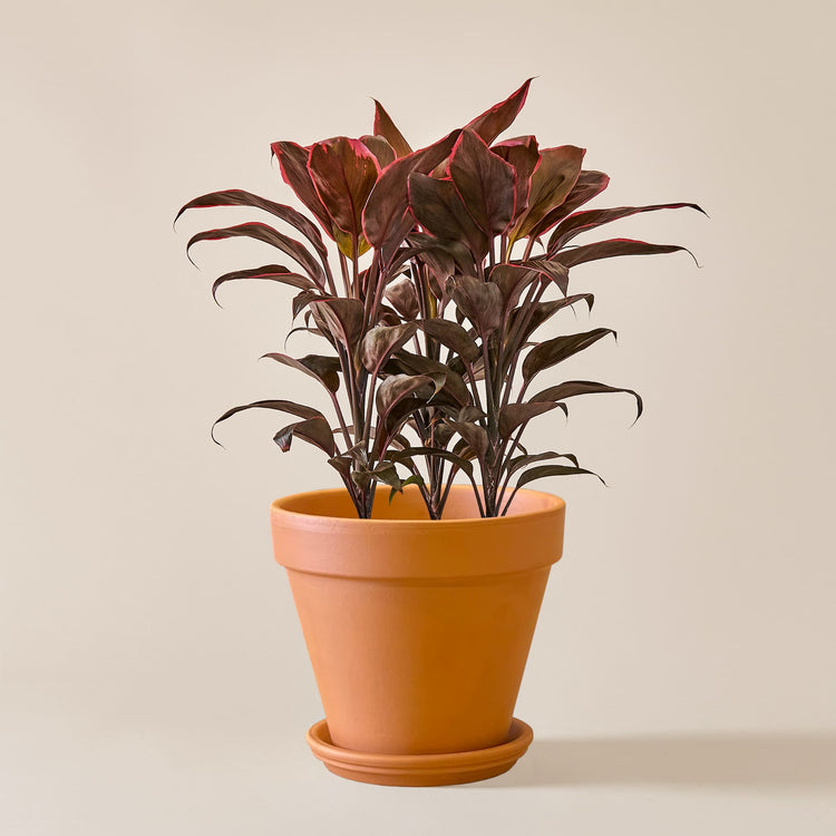 Keulenlilie Mambo (Cordyline Fruticosa Mambo) fertig eingetopft mit Schweizer Bio Erde im Terrakotta Topf
