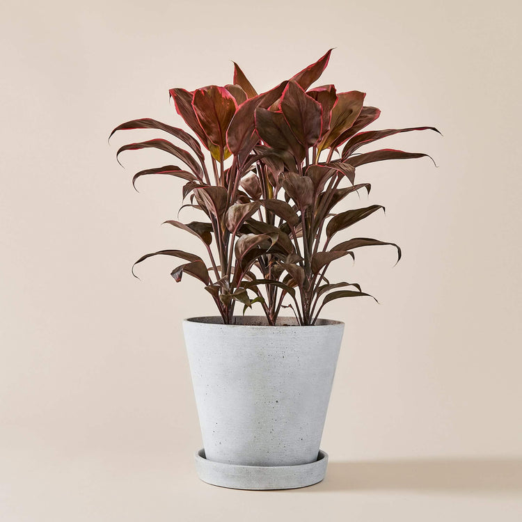 Keulenlilie Mambo (Cordyline Fruticosa Mambo) fertig eingetopft mit Schweizer Bio Erde im HAY Designer Topf