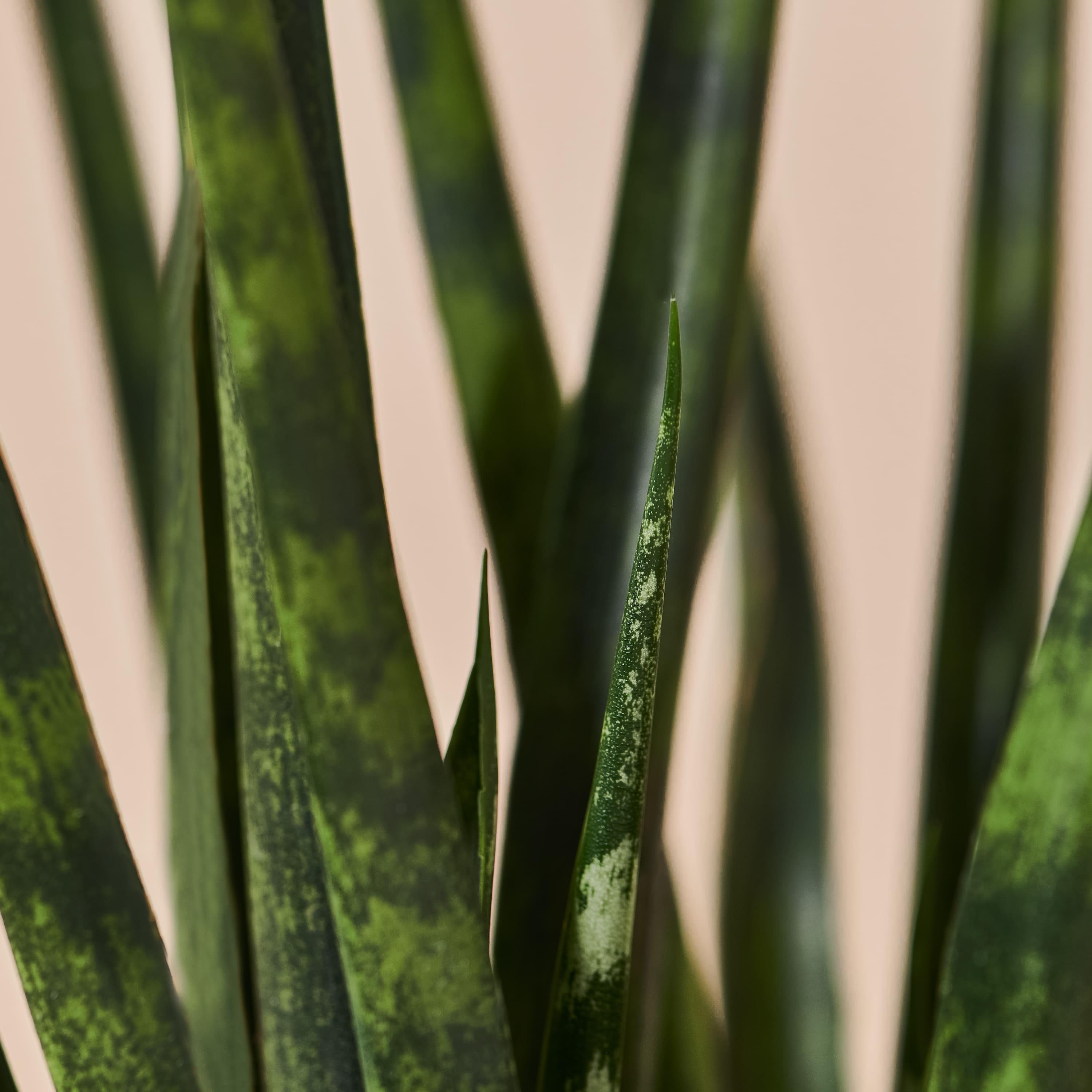 Bogenhanf (Sansevieria Fernwood Mikado) Nahaufnahme im Detail