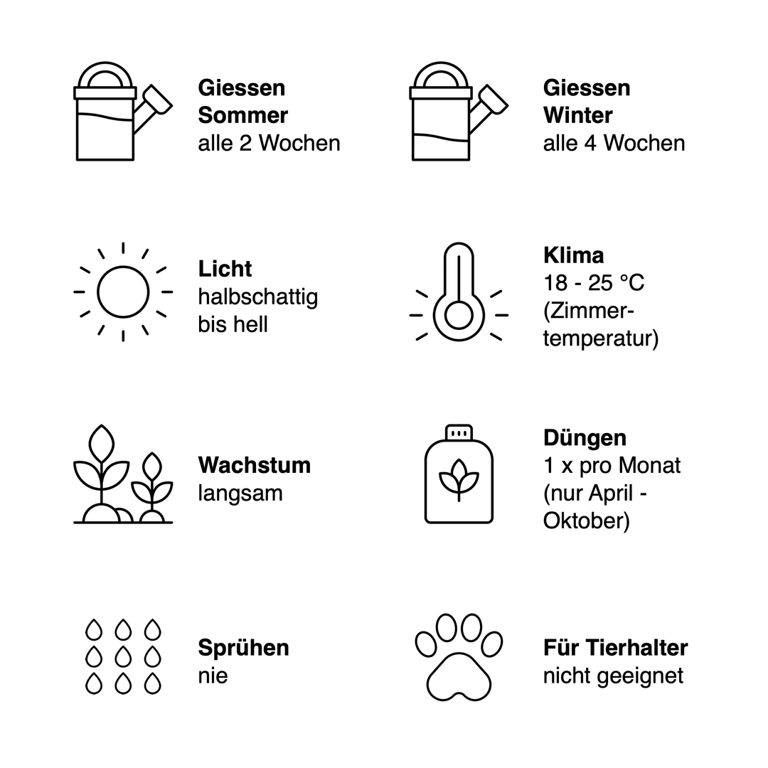 Mini Kaktus (kleine Sukkulente) Spickzettel mit Pflegebedürfnisse wie Giessen, Standort, Temperatur, Wachstumsgeschwindigkeit, Düngen, giftig oder ungiftig