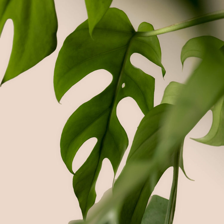 Monstera Minima (Rhaphidophora Tetrasperma) Nahaufnahme im Detail